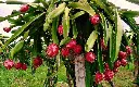 thang-long-ruot-do.webp