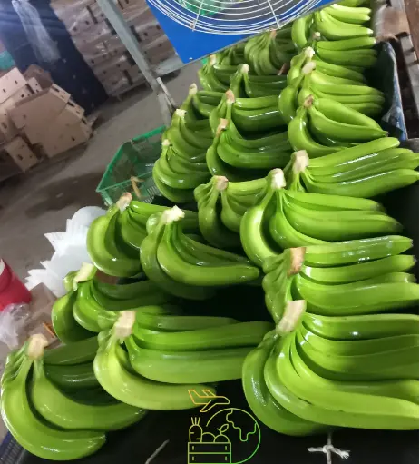 Chuối Cavendish